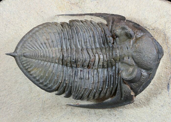 Zlichovaspis Trilobite - Lghaft, Morocco #50553